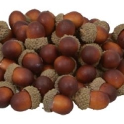 1"X0.25"LOOSE ACORN SQ BOX 60PC