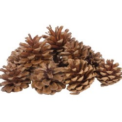 2.5"AUSTRIAN PINE BAG/12PC