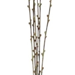 36 PUSSY WILLOW BRANCH