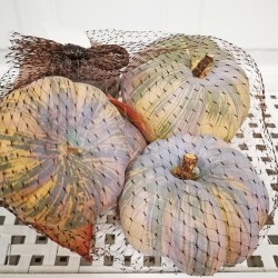 BAGGED ASSORTED PUMPKIN X 6PC