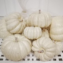 ASST 12PC PUMPKINS BAG