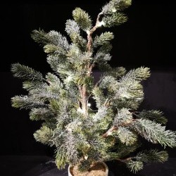16X24 ICE PINE TREE CLAY-BOT35