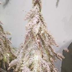 8X20 SKIRT PINE TREE-BOT20