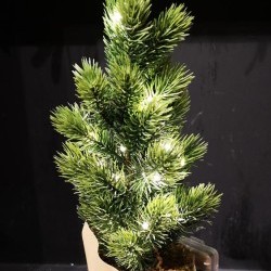 5X18 PINE PAPER POT-BOT20