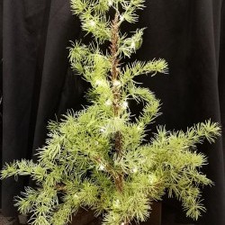 32IN PINE TREE MOSS BASE-BOT50