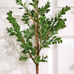 28IN BOXWOOD SPRAY