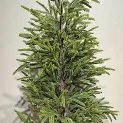 40.5IN SPRUCE PINE TREE