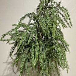 33IN WEEPING PINE TREE