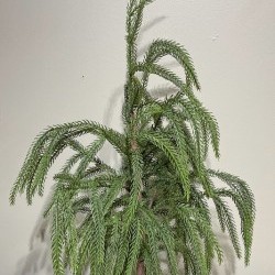26.5IN WEEPING PINE TREE