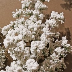 13X13X27 SNOW PINE TREE