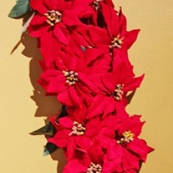 6' POINSETTIA GARLAND