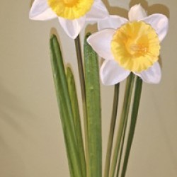 19IN DAFFODIL