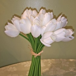 6X7X11 TULIP BUNDLE/24