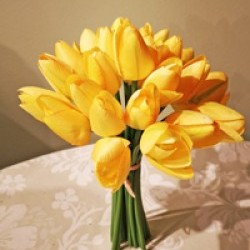 6X7X11 TULIP BUNDLE/24