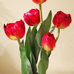 7X16 POTTED TULIP/5