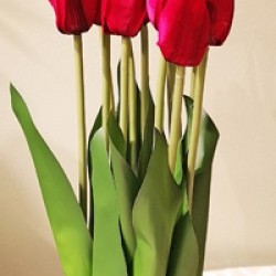 6X15 TULIP BUSH/12