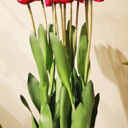 8X24 TULIP BUSH/12