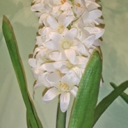 Item # PL160 WHT - 14IN HYACINTH