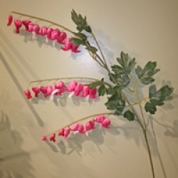 37.5IN BLEEDING HEART
