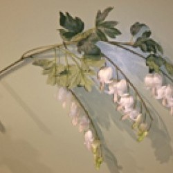 37.5IN BLEEDING HEART