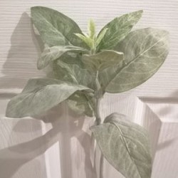 15IN LEAF SPRAY