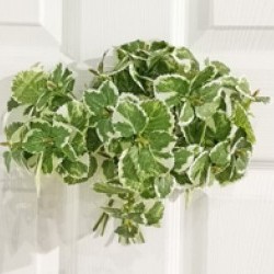 8IN HOSTA BUNDLE/6