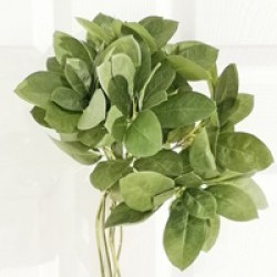 15IN BAY LEAF BUNDLE/6