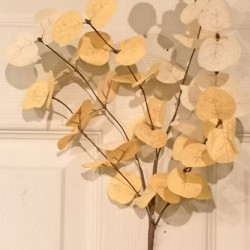 18IN EUCALYPTUS SPRAY