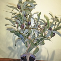 Item # PT142 GRN - 12X16IN OLIVE TREE