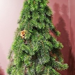 16X16X48 PENCIL PINE TREE