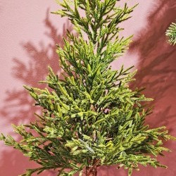 16X16X36 SPRUCE PINE TREE