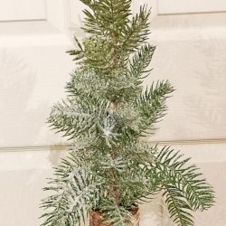21IN PINE IN BIRCH POT