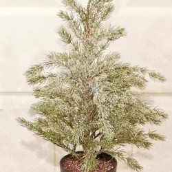 22IN PINE IN BLK POT