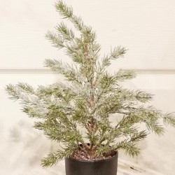 17IN PINE IN BLK POT