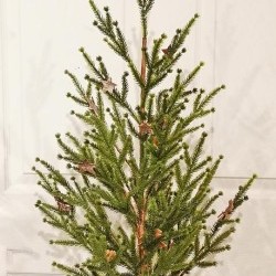 33IN PINE&STAR IN TIN BUCKET
