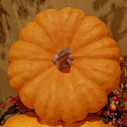 10X10X4.5 FLAT PUMPKIN