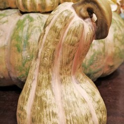 4.5X4.4X7 SQUASH PUMPKIN