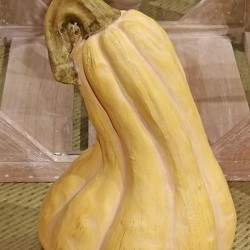 4.5X4.4X7 SQUASH PUMPKIN