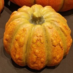 6.4X6.3X5 PUMPKIN