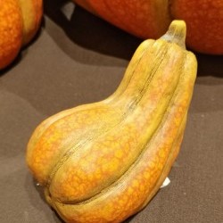 4X2.7X3.2 LYING GOURD