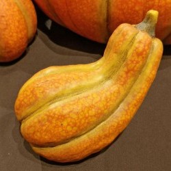 5.7X3.8X4.6 LYING GOURD
