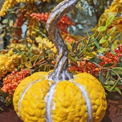 3.15X4.35 PUMPKIN