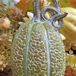 3.8X6.7 PUMPKIN-CURLY