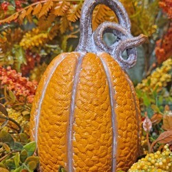 3.8X6.7 PUMPKIN-CURLY