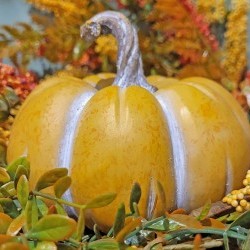 4.5X4.4X3.4 FLAT PUMPKIN