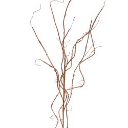 20" CURLY TWIG PICK (30PC/BG)